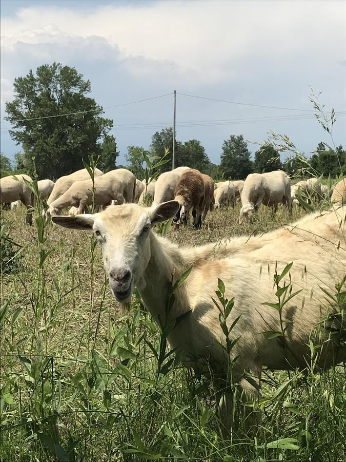 庞蒂索明西奥 Agriturismo Corte Salandini酒店 外观 照片