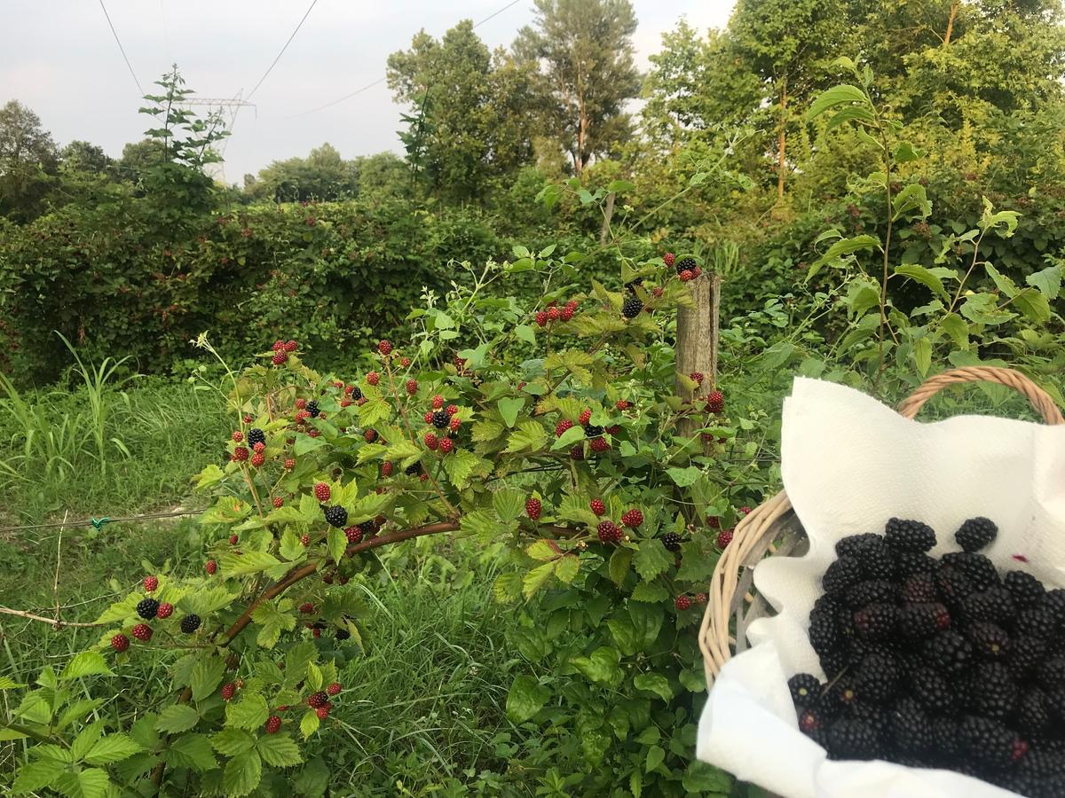 庞蒂索明西奥 Agriturismo Corte Salandini酒店 外观 照片